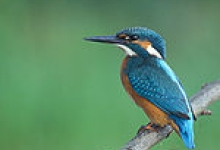 Rezervatia Naturala Lacul Cicos poza